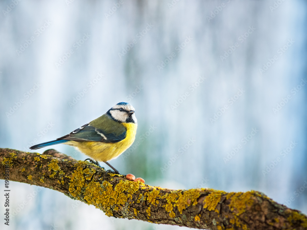 Blaumeise im Winter auf einem Ast Blaumeise im Winter auf einem Ast