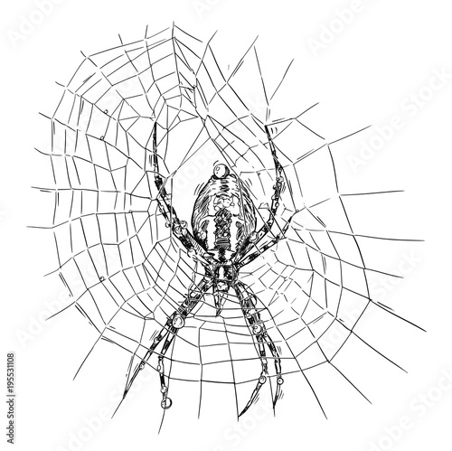 Vector artistic pen and ink hand drawing illustration of wasp spider on net.
