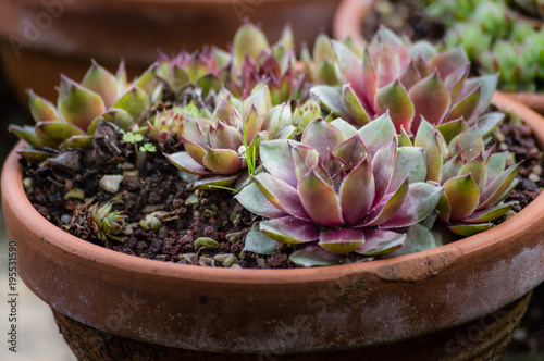 Beautiful tiny succulent plants in a pot closeup, selective focus