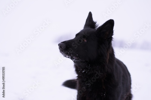 German Shepherd Portrait © Kristyna