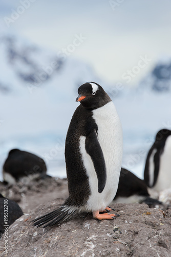 Gentoo penguins on stone © Alexey Seafarer