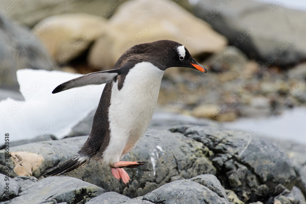 Naklejka premium Gentoo penguin going