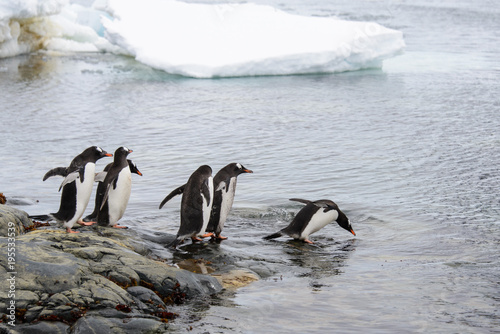 Gentoo penguins going to sea