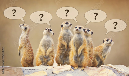 Group of watching surricatas with question marks photo