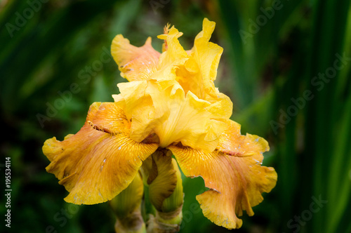 Fototapeta Naklejka Na Ścianę i Meble -  Closeup of a beautiful blooming yellow bearded iris flower in the botanical garden, selective focus
