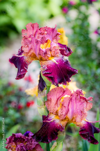 Fototapeta Naklejka Na Ścianę i Meble -  A pair of colourful bearded iris flowers with shades of pink, violet and yellow in the botanical garden, selective focus
