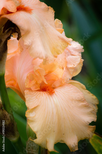 Fototapeta Naklejka Na Ścianę i Meble -  Closeup of a blooming pink or peach color bearded iris flower in the botanical garden, selective focus
