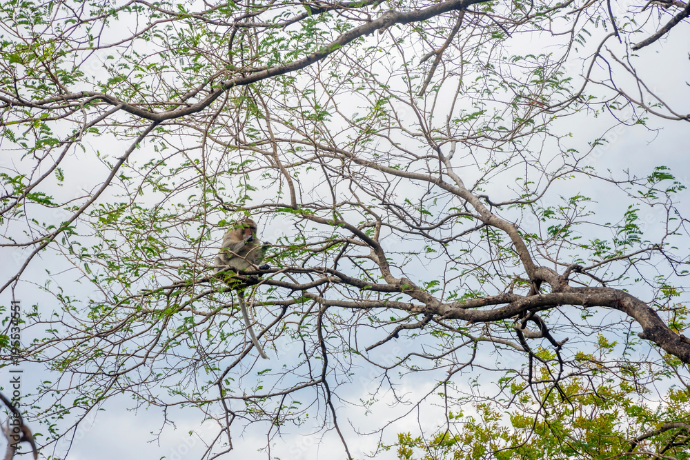 Monkey on the tree, Cambodia