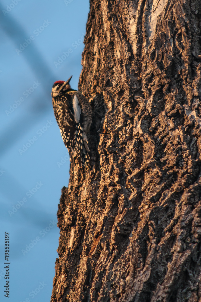 Obraz premium Yellow Bellied Sapsucker on a tree