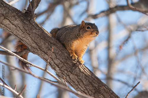 Squirrel in a tree © debra
