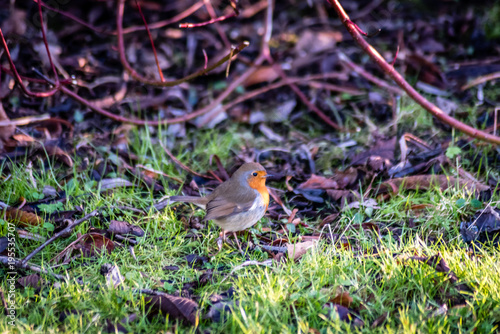 Robinhood Bird