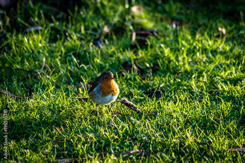 Robinhood Bird