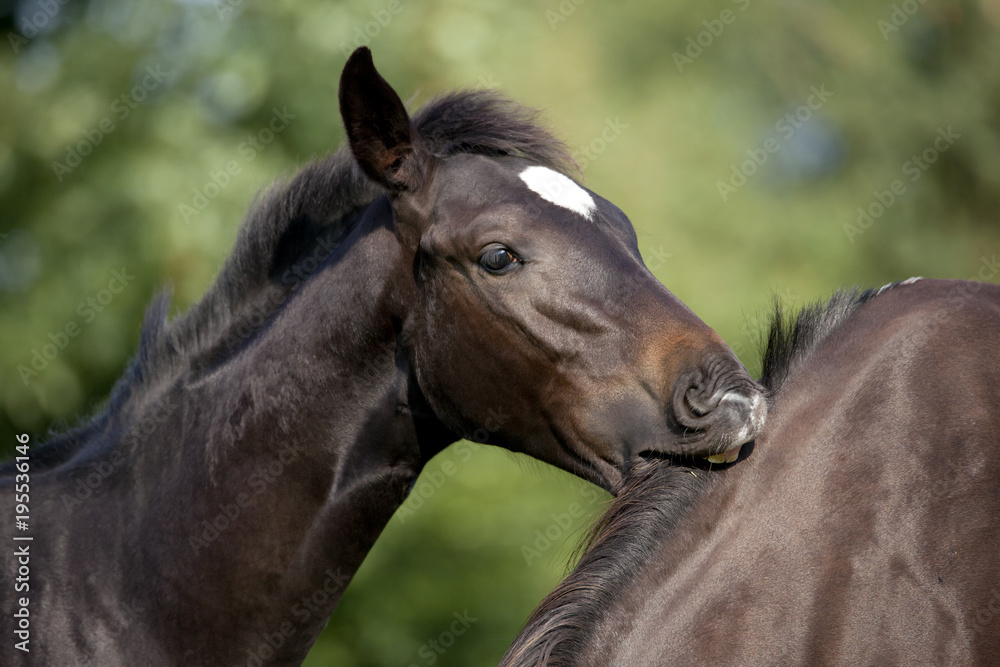 Foal bites mare Foal bites mare