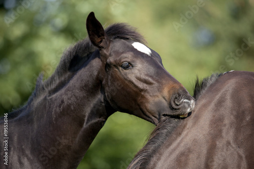 Foal bites mare © pfluegler photo