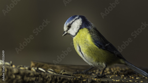 Oiseaux du jardin - Chartreuse - Isère. photo