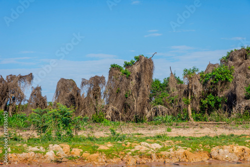 Trees covered with dry grass, Cambodia