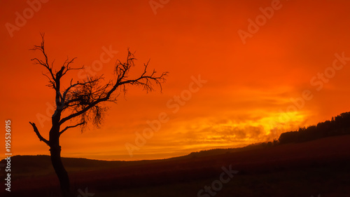 dead tree with orange sky