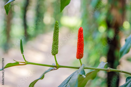 Long pepper growing photo