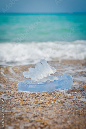 jellyfish by the sea photo