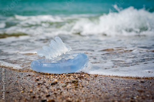 jellyfish by the sea photo