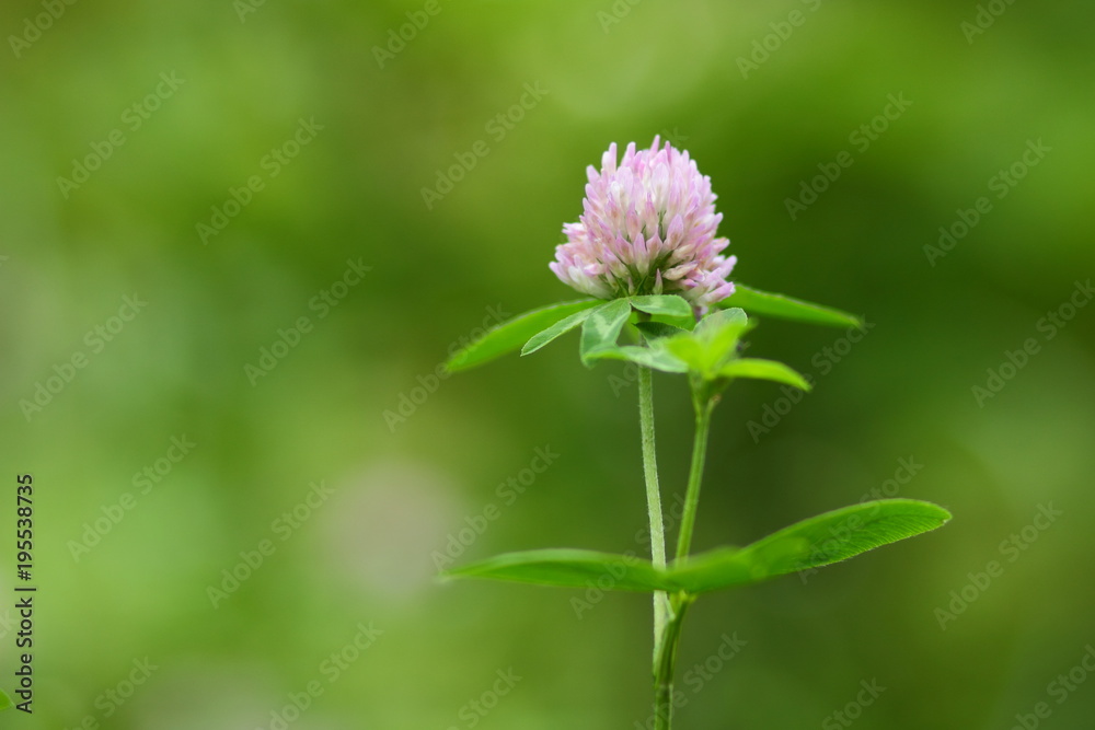 Pink flowers, flower pattern, blank for the designer, botanical garden in summer, a blooming meadow in the park, pink flowers for the postcard, retro style, many small flowers, pink color