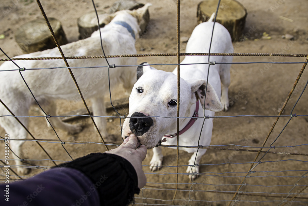 Obraz premium Dog in kennel