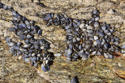 Moules accrochées à un rocher sur la côte bretonne