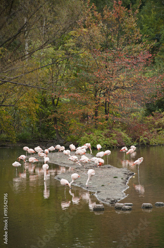 Pink flamingos in island © el_cigarrito