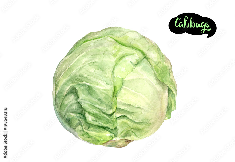 Fototapeta premium green cabbage isolated on white background