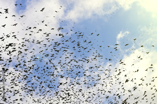 silhouettes of crows on blue sky background with clouds photo