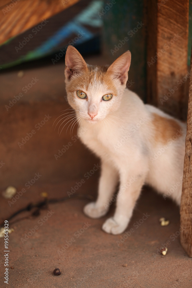 animals outdoors - red and white  european cat on on a pavement with  on a sunny day in Africa