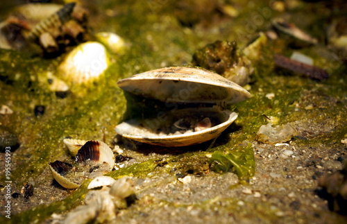 Muschel am Strand