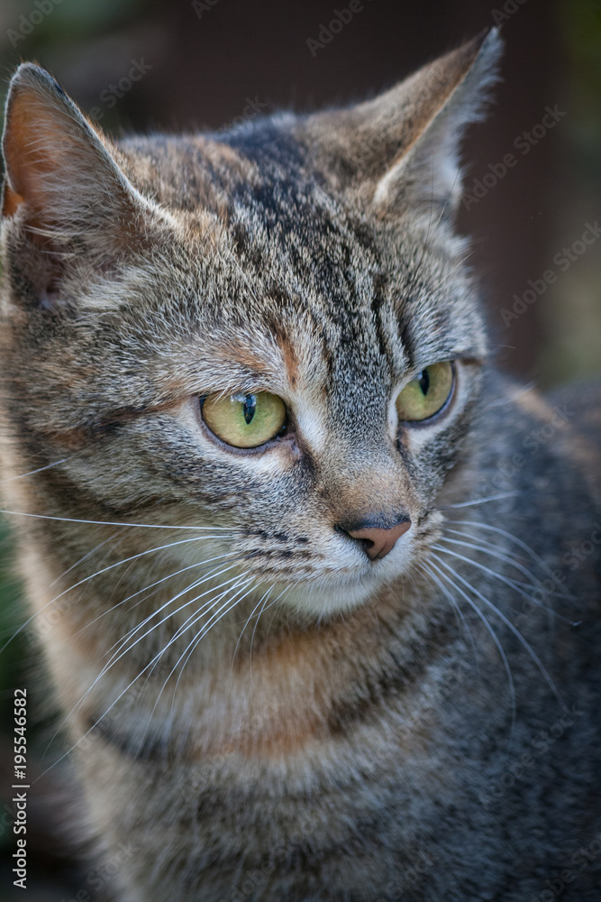The domestic cat in close-up view. The domestic cat in close-up view.