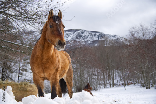 Fototapeta Naklejka Na Ścianę i Meble -  Horse in the snow at Santo Stefano d'Aveto - Liguria - Italy
