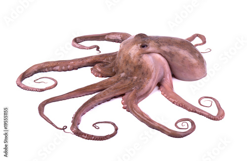 Octopus isolated on white background. Fresh octopus tentacles isolated