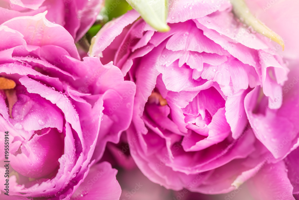 Beautiful Bunch of Purple Peony Style Tulips Beautiful Bunch of Purple Peony Style Tulips