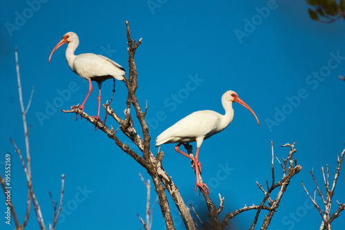 American white Ibis landing on tree