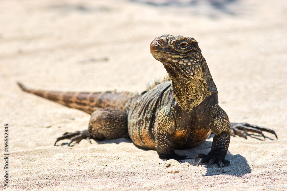Fototapeta premium Iguana on white sand beach in Cayo Largo, Cuba