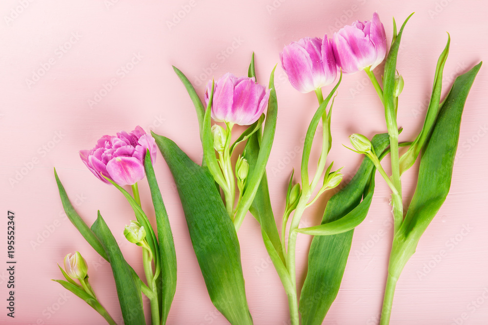 Fototapeta premium Beautiful Bunch of Purple Peony Style Tulips