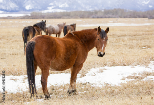 Wild horses of Wyoming in winter. January 2018