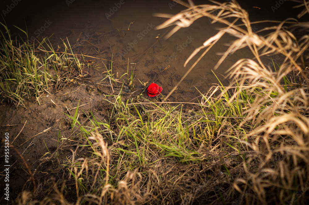Rose on river alone Rose on river alone