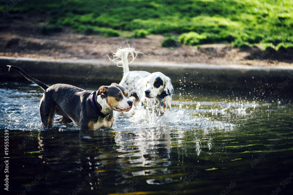 two dogs are running in the water in the park