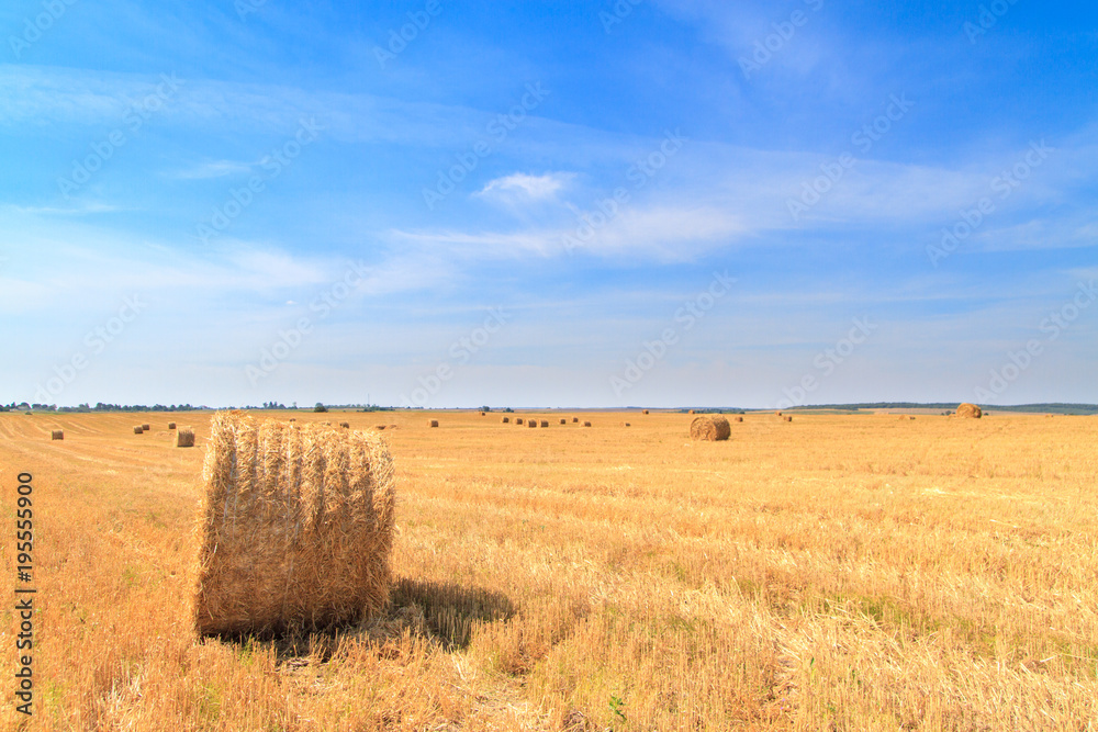 Fototapeta premium Golden straw stubble field in autumn
