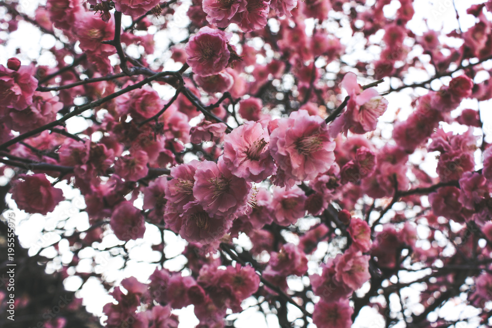 Obraz premium Japanese Memorials