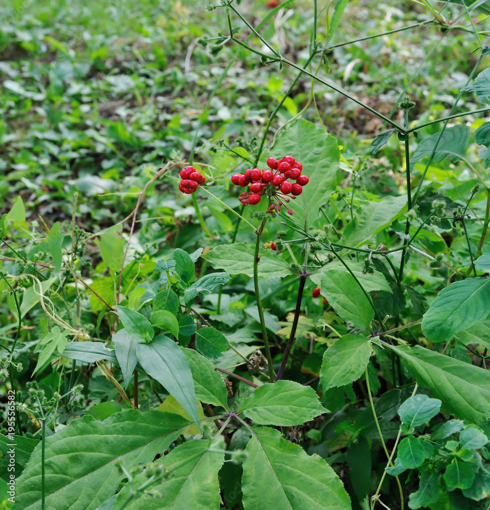Korean wild root ginseng with berries. A close up of the most famous medicinal plant ginseng (Panax ginseng).