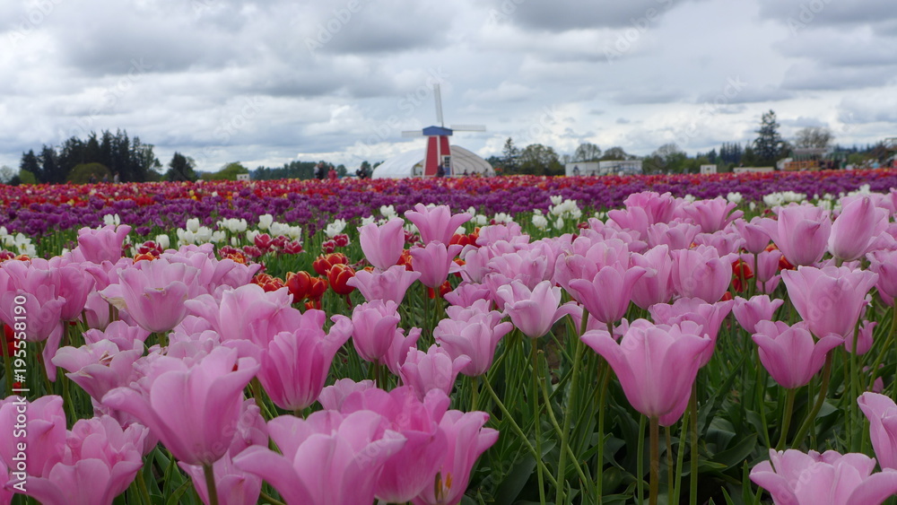 pink tulips with windmill in background