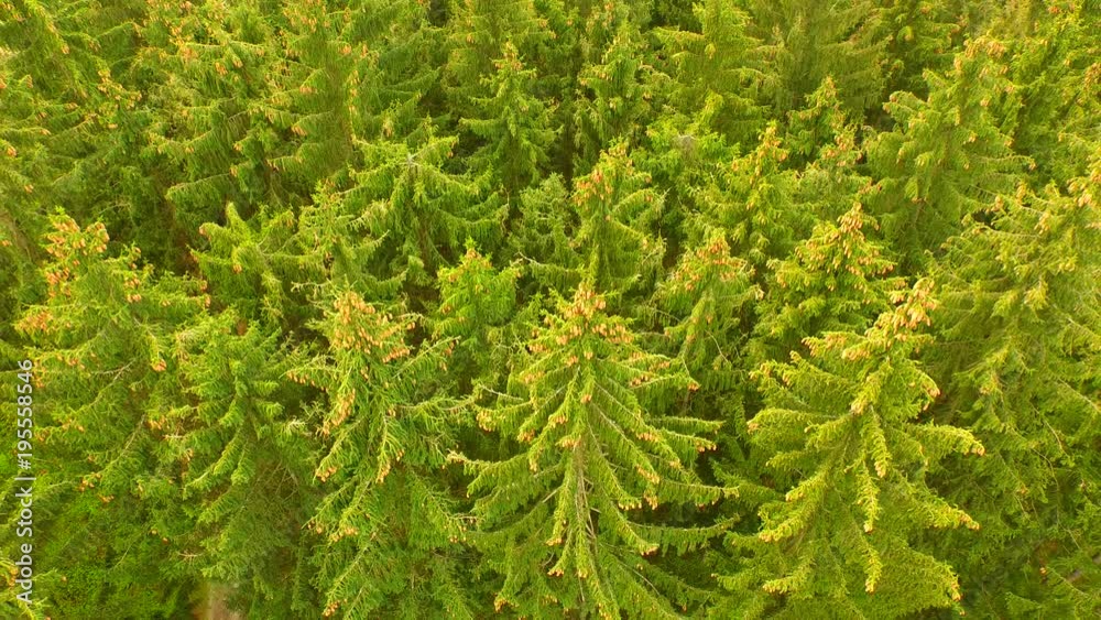 Beautiful green forest at spring time from above. Beautiful green forest at spring time from above.