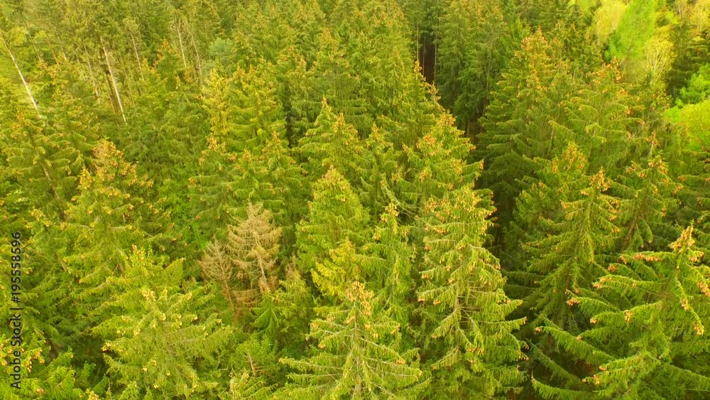 Beautiful green forest at spring time from above. Beautiful green forest at spring time from above.