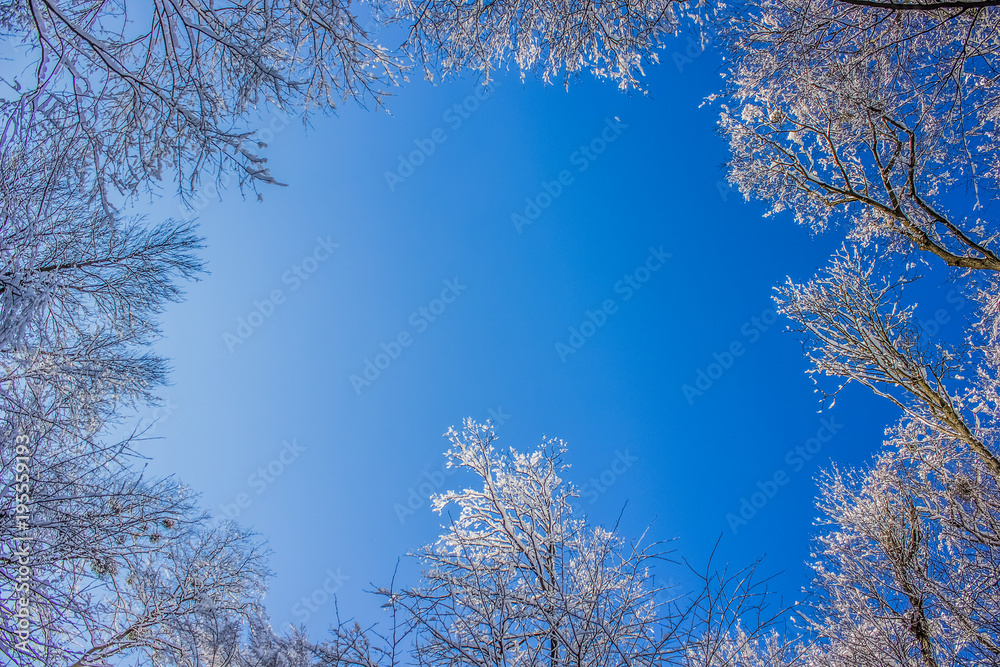 Winter sky with white tree branch with space for copy or text
