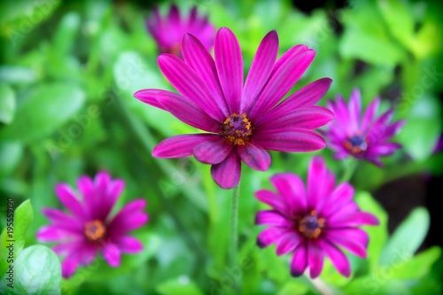 PURPLE AFRICAN DAISY